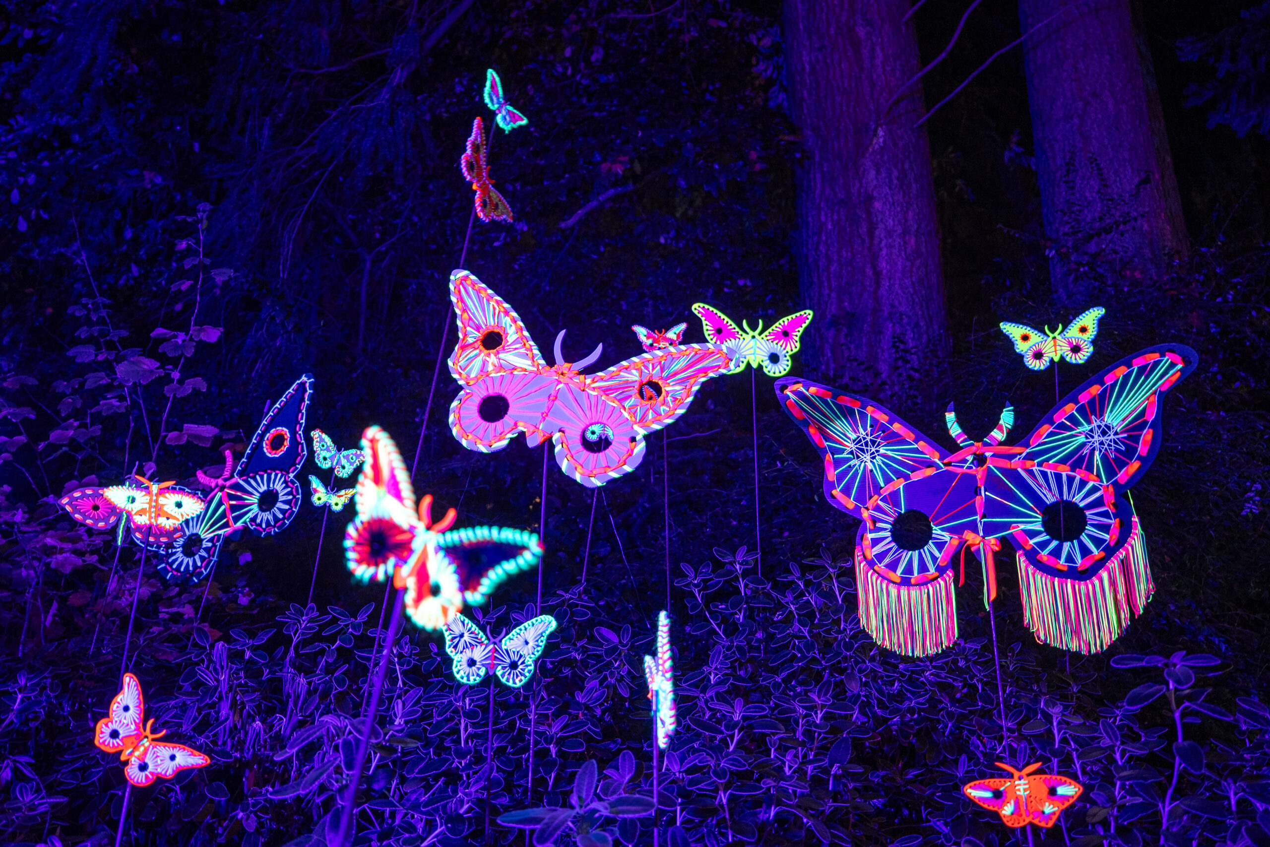 LUMA Enchanted